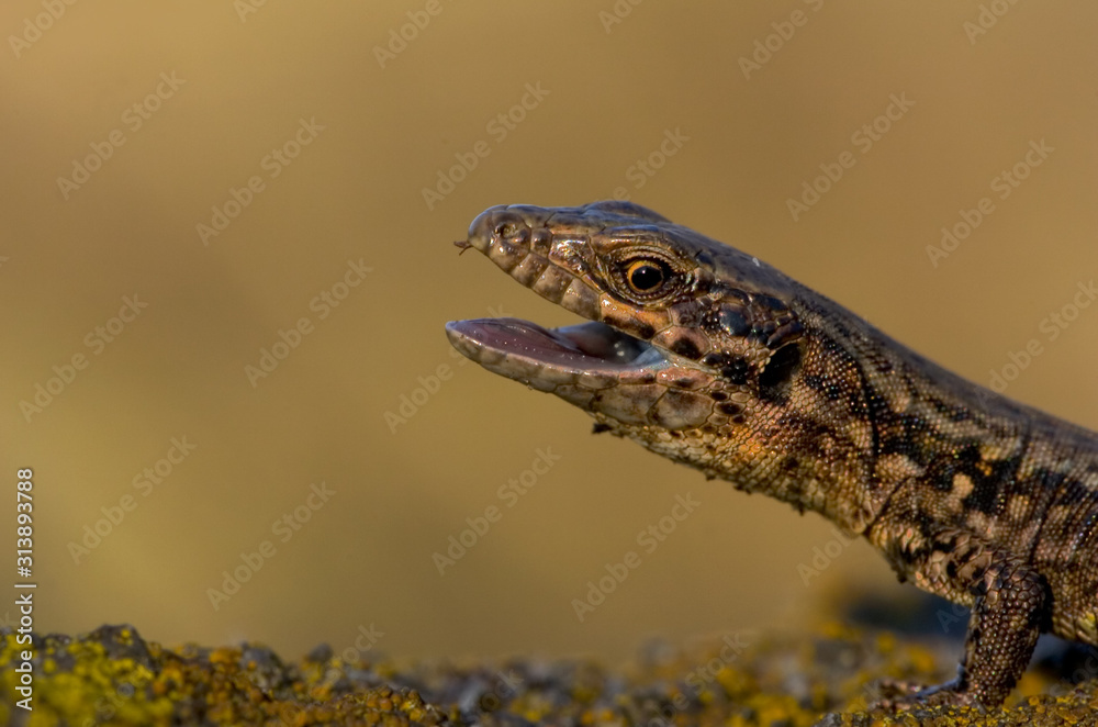 Mauereidechse Podarcis muralis sp Mauereidechse Podarcis muralis sp
