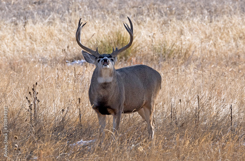 DEER ELK WHITETAIL MULE DEER