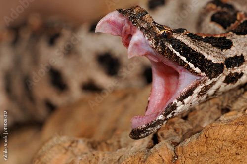 Vászonkép Zwergklapperschlange Sistrurus miliarius barbouri