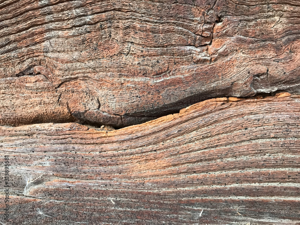Aged wood texture, cutaway wood background, fibers Aged wood texture, cutaway wood background, fibers