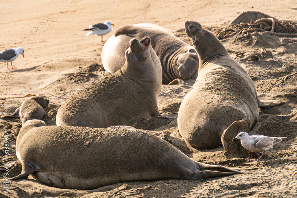 Fototapeta premium ( Mirounga angustirostris) Scene from the Northern Elephant Seal rookery at Piedras Blancas, Central Coast California