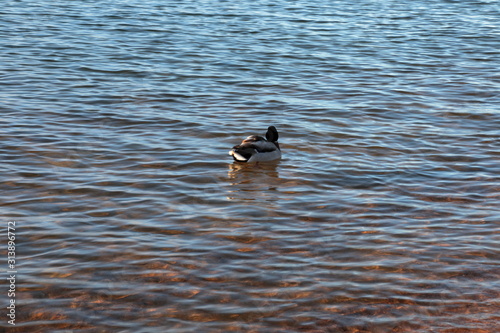 Ducks near the shores of a lake in winter.