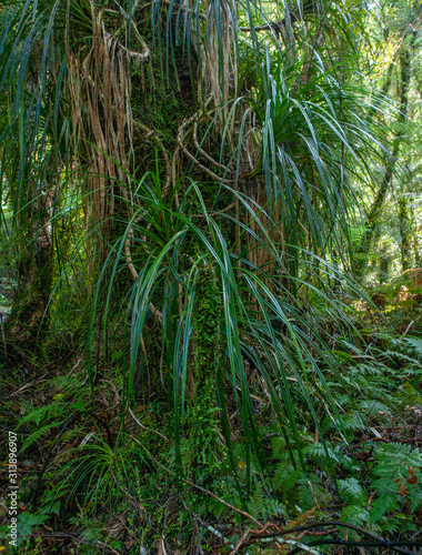 Ferns. Forest Westcoast South Island New Zealand. Ferns. Tropical forest. Near Franz Jozef Glacier