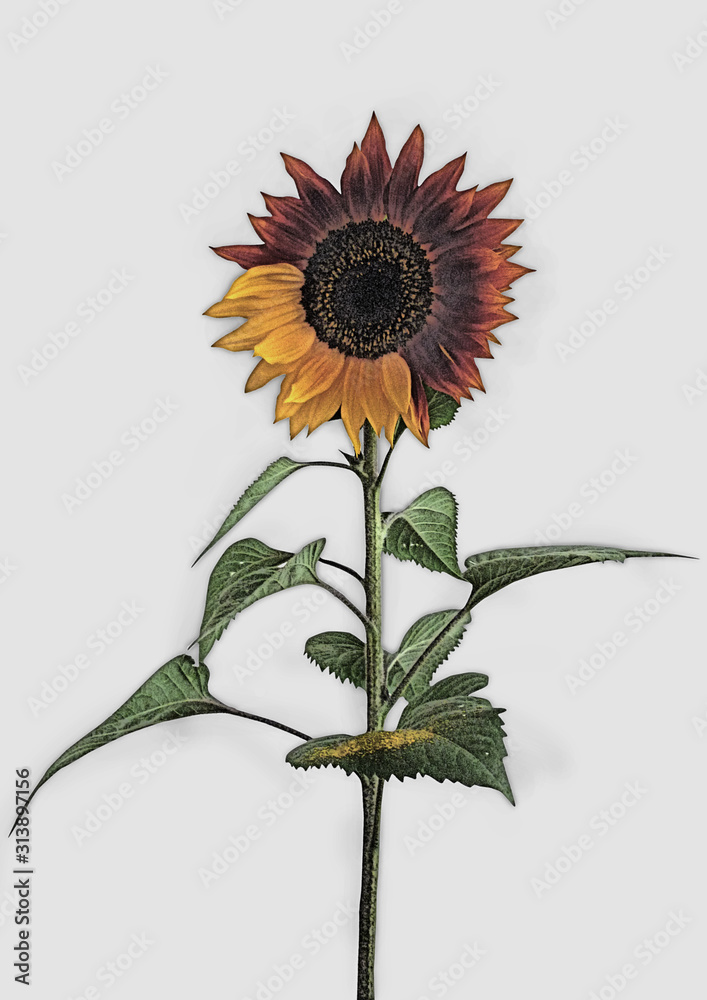 Fototapeta premium Illustration Sonnenblume