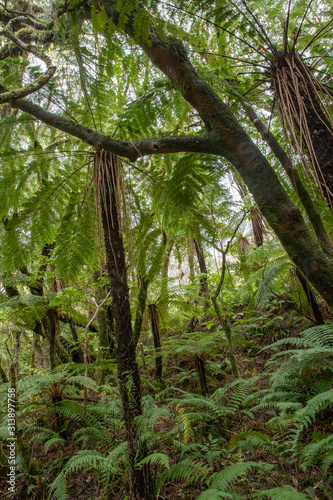 Forest Westcoast South Island New Zealand. Ferns. Tropical forest. Near Franz Jozef Glacier