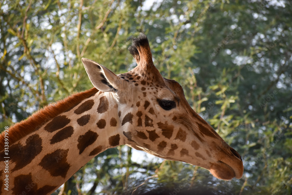 closeup of giraffe