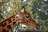 closeup of giraffe