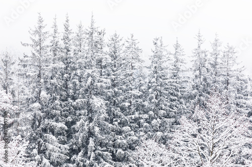 Coniferous forest in the mountains covered with snow and covered with clouds