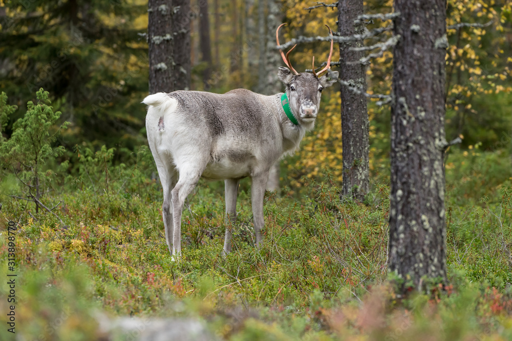 Reindeer walking in forest. Red, yellow, orange, green colored deciduous trees in fall. Autumn, ruska time Lapland, Finland