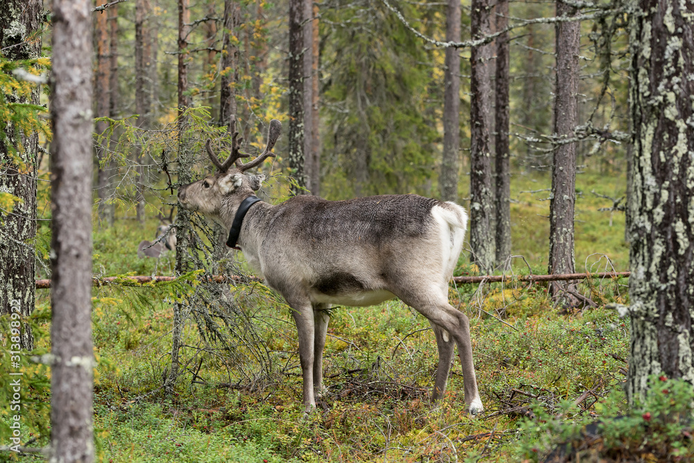 Reindeer walking in forest. Red, yellow, orange, green colored deciduous trees in fall. Autumn, ruska time Lapland, Finland Reindeer walking in forest. Red, yellow, orange, green colored deciduous trees in fall. Autumn, ruska time Lapland, Finland