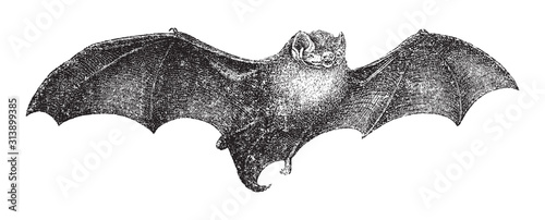 Common bent-wing bat or Schreibers's long-fingered bat (Miniopterus schreibersii) / vintage illustration from Brockhaus Konversations-Lexikon 1908