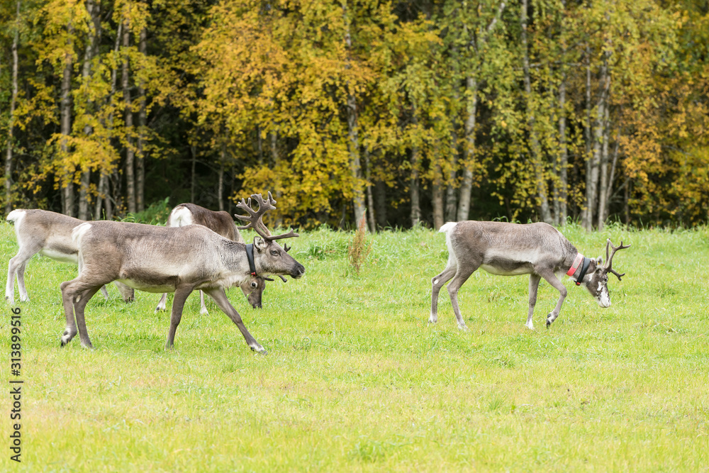 Reindeer walking in forest. Red, yellow, orange, green colored deciduous trees in fall. Autumn, ruska time Lapland, Finland Reindeer walking in forest. Red, yellow, orange, green colored deciduous trees in fall. Autumn, ruska time Lapland, Finland