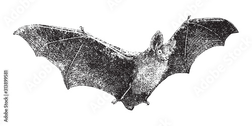 Parti-coloured bat or rearmouse (Vespertilio murinus) / vintage illustration from Brockhaus Konversations-Lexikon 1908