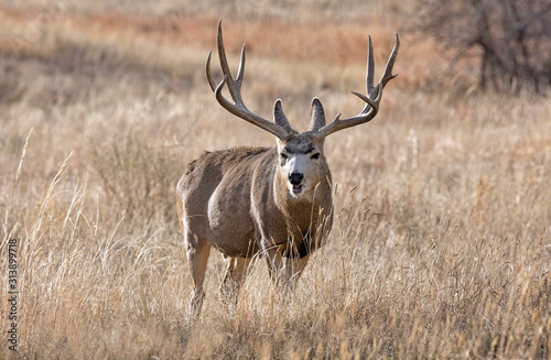 DEER ELK WHITETAIL MULE DEER