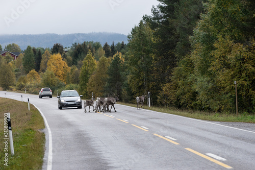 Reindeer walking on the road. Red, yellow, orange, green colored deciduous trees in fall. Autumn forest, ruska time Lapland, Finland