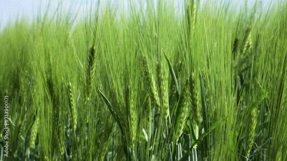 Close-up Field of beautiful spring rye and green wheat closeup for green industry. grass sways in the wind 4k Close-up Field of beautiful spring rye and green wheat closeup for green industry. grass sways in the wind 4k