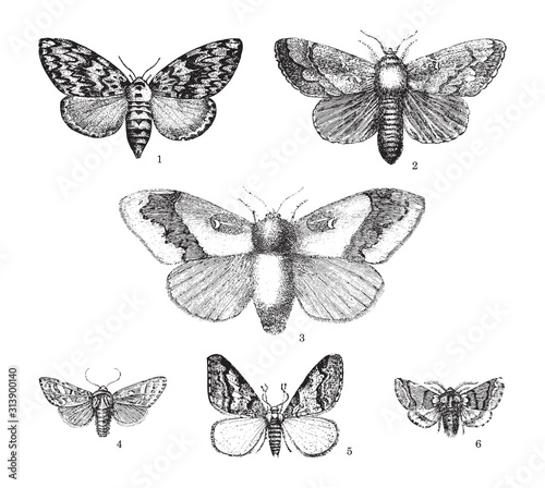 Collection moths: 1. Liparis monacha 2. Dendrolimus spectabilis (male) 3. Dendrolimus spectabilis (female) 4. Trachea piniperda 5. Geometra defoliaria 6. Cnethocampa processionea vintage illustration