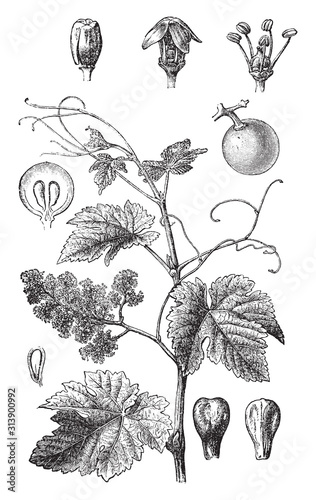 Grape vine (Vitis vinifera) / vintage illustration from Brockhaus Konversations-Lexikon 1908