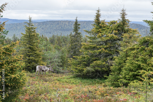 Mountains, forests, lakes view in autumn. Fall colors - ruska time in Iivaara. Oulanka national park in Finland. Lapland, Nordic countries in Europe photo