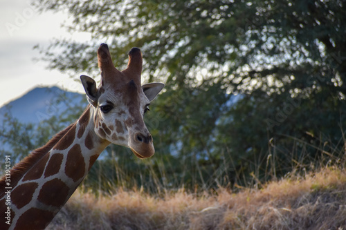 Photography giraffe in Africa mountains
