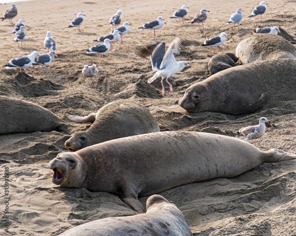 ( Mirounga angustirostris) Scene from the Northern Elephant Seal rookery at Piedras Blancas, Central Coast California