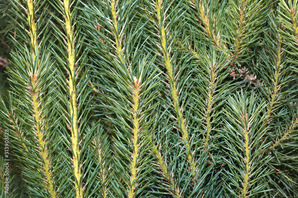 Branches with green needles. Coniferous texture, background Branches with green needles. Coniferous texture, background