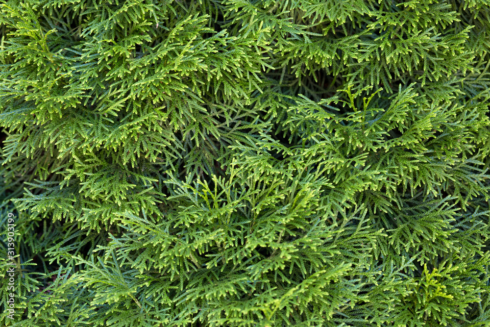 Leaves thuya background, texture. Closeup Leaves thuya background, texture. Closeup