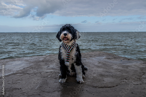 Portuguese Water Dog wearing red, green and white striped scarf at Christmas at Key Largo, Florida photo