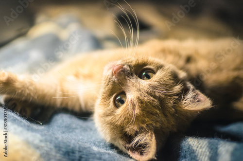 Small red kitten on a soft plaid, a cozy portrait photo at home