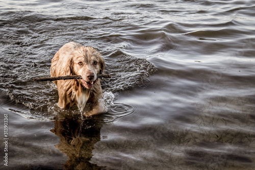 Tablou canvas Wet dog fetching a stick in the water at Key Largo, Florida