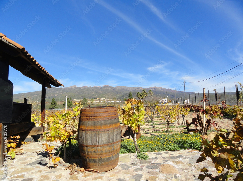 wooden wine barrel and vineyards at wineries in Spain