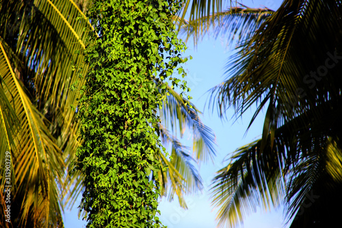 Фотография Palm trees and creepers braided in the jungle