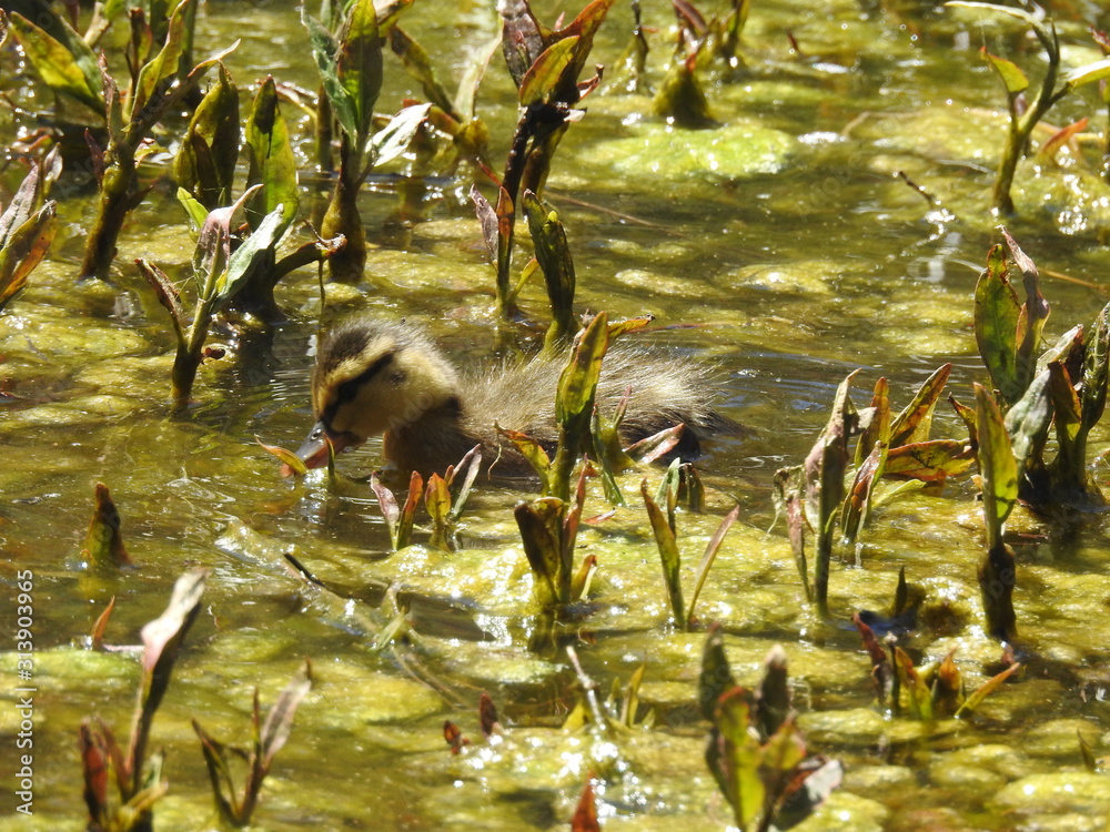 Naklejka premium Baby duckling feeding on the aquatic plants and insects in Jenks Lake, in the San Bernardino Mountains, California.