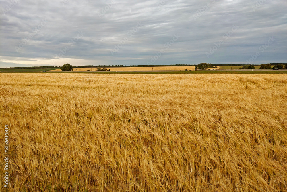 Obraz premium Yellow grain ready for harvest growing in a farm field.