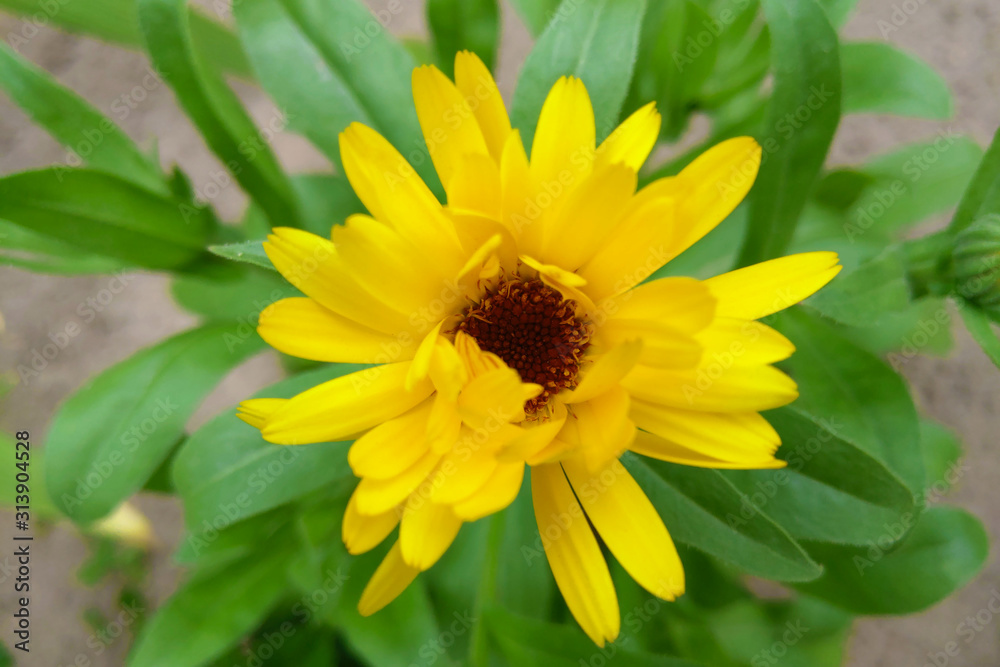 Calendula flower with leaves on blurred green background. Calendula medical plant cup on summer field. Close up macro of medicinal kalendula herb. Calendula flower with leaves on blurred green background. Calendula medical plant cup on summer field. Close up macro of medicinal kalendula herb.