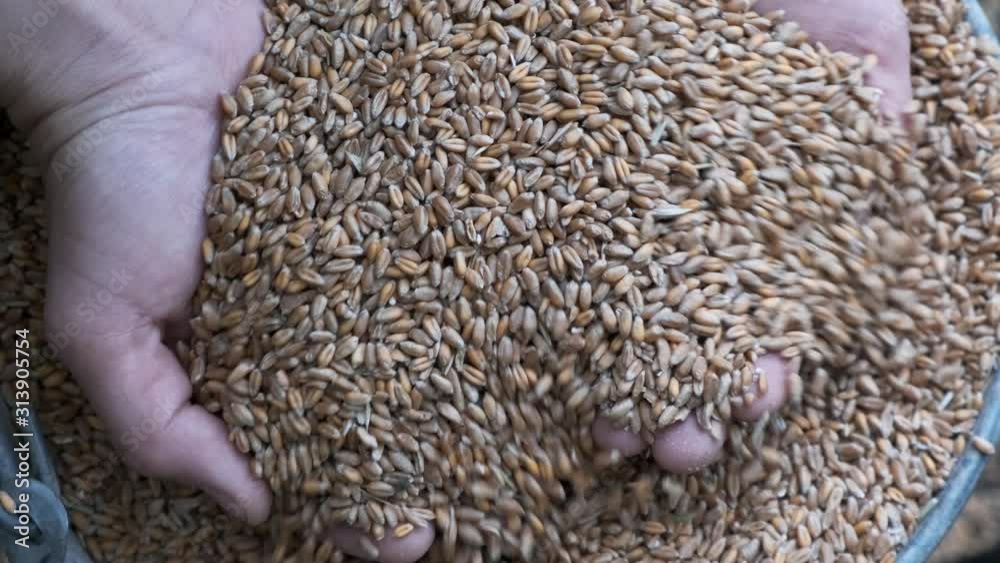 Whole grains of malt in hands of man. Close up.