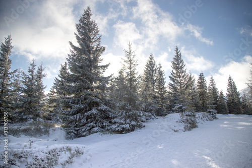 Piękny widok na choinki w zimowym lesie