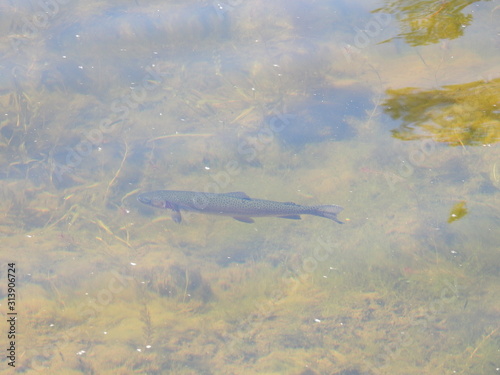 Rainbow trout swimming in the waters of Jenks Lake, in the San Bernardino Mountains, California.