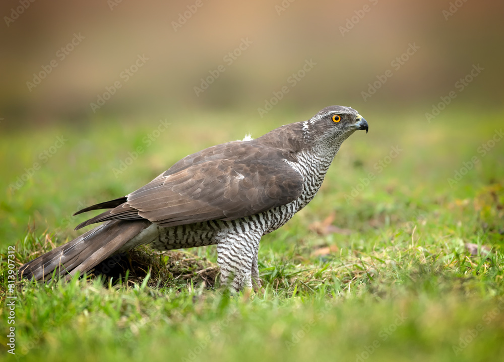 Fototapeta premium Northern goshwak (Accipiter gentilis) close up