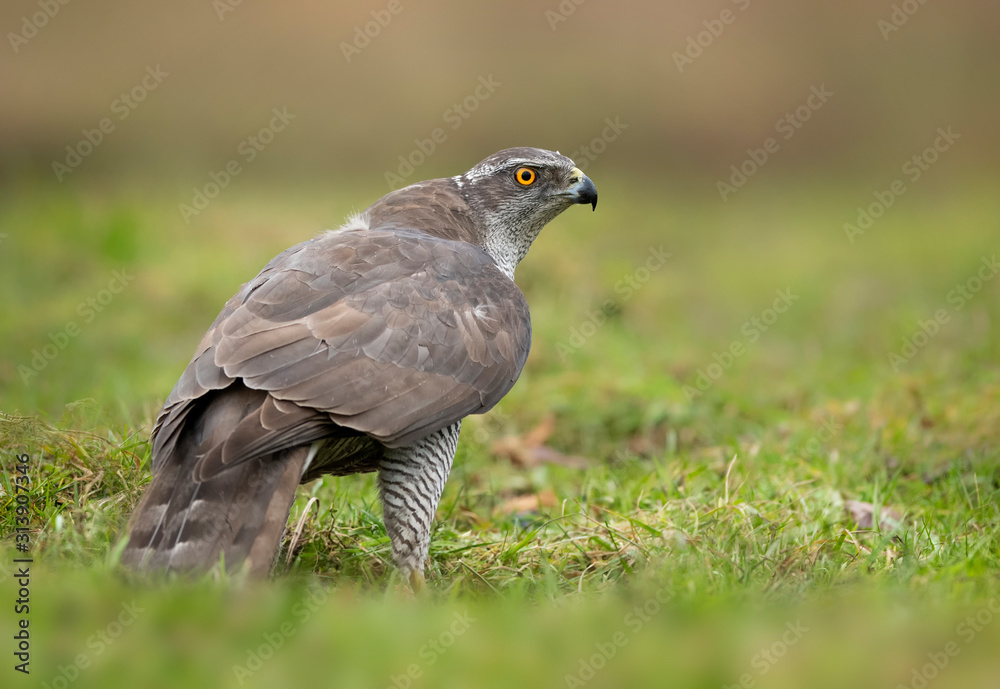 Fototapeta premium Northern goshwak (Accipiter gentilis) close up