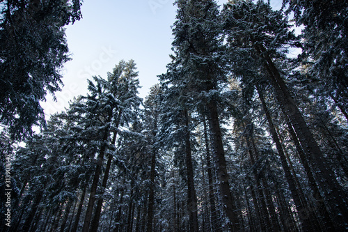 las w śniegu, widok w góre