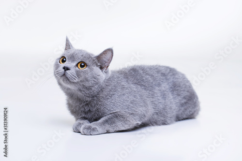 Funny large tabby cute kitten with beautiful big eyes. Pets and lifestyle concept. Lovely fluffy smiling cat on grey background. British Shorthair cat lying on white table.
