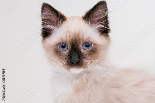 Birman kitten with beautiful blue eyes. Pets and lifestyle concept. Lovely fluffy regdoll cat on grey background. photo