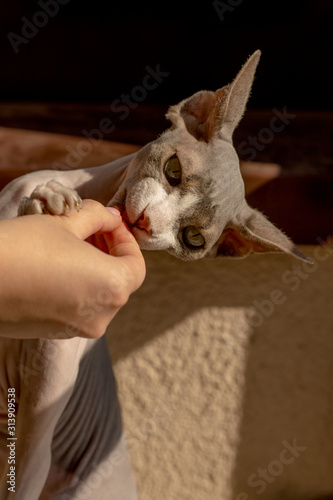 Canadian sphynx cat gently hugs housewives with paws and eats dry food