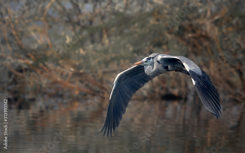 Grey heron in flight in a dense wild habitat