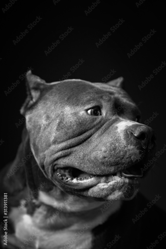 Dog breed American pit bull terrier. Dark background. Dog breed American pit bull terrier. Dark background.