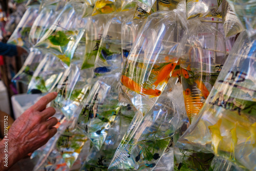 Photography gold fish in plastic bag on pet market