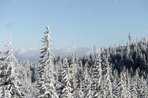 Drzewa iglaste przykryte śniegiem