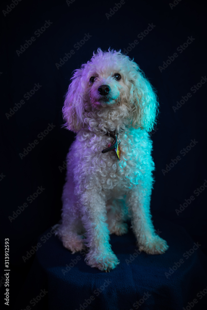 poodle 