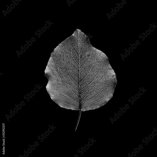 Close up of leaf photo
